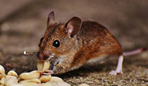 24 Hour & Emergency Exterminators in Specktown, PA
